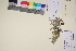  (Salix niphoclada - TROM_V_89775_sg)  @11 [ ] CreativeCommons - Attribution Non-Commercial Share-Alike (2017) Unspecified Tromsø University Museum