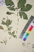  ( - TROM_V_89843_sg)  @11 [ ] CreativeCommons - Attribution Non-Commercial Share-Alike (2018) Unspecified Tromsø University Museum