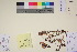  (Pedicularis langsdorffii - TROM_V_90008_sg)  @11 [ ] CreativeCommons - Attribution Non-Commercial Share-Alike (2017) Unspecified Tromsø University Museum