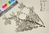  ( - TROM_V_90524_sg)  @11 [ ] CreativeCommons - Attribution Non-Commercial Share-Alike (2017) Unspecified Tromsø University Museum