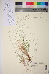  ( - TROM_V_90669_sg)  @11 [ ] CreativeCommons - Attribution Non-Commercial Share-Alike (2017) Unspecified Tromsø University Museum