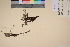  ( - TROM_V_90881_sg)  @11 [ ] CreativeCommons - Attribution Non-Commercial Share-Alike (2017) Unspecified Tromsø University Museum