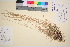 (Puccinellia sp. finmarchica - TROM_V_90897_sg)  @11 [ ] CreativeCommons - Attribution Non-Commercial Share-Alike (2016) Unspecified Tromso University Museum