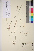  ( - TROM_V_91207_sg)  @11 [ ] CreativeCommons - Attribution Non-Commercial Share-Alike (2017) Unspecified Tromsø University Museum