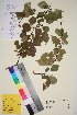  ( - TROM_V_92767_sg)  @11 [ ] CreativeCommons - Attribution Non-Commercial Share-Alike (2016) Unspecified Tromso University Museum