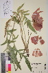  (Papaver pseudo-orientale - TROM_V_960242_sg)  @11 [ ] CreativeCommons - Attribution Non-Commercial Share-Alike (2016) Unspecified Tromso University Museum