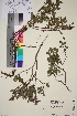  ( - TROM_V_960387_sg)  @11 [ ] CreativeCommons - Attribution Non-Commercial Share-Alike (2016) Unspecified Tromso University Museum