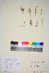  (Stellaria crassipes - TROM_V_960712_sg)  @11 [ ] CreativeCommons - Attribution Non-Commercial Share-Alike (2016) Unspecified Tromso University Museum