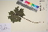  ( - TROM_V_961097_sg)  @11 [ ] CreativeCommons - Attribution Non-Commercial Share-Alike (2017) Unspecified Tromsø University Museum