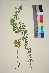  ( - TROM_V_961327_sg)  @11 [ ] CreativeCommons - Attribution Non-Commercial Share-Alike (2015) Unspecified Tromsø University Museum