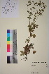 ( - TROM_V_96132_sg)  @11 [ ] CreativeCommons - Attribution Non-Commercial Share-Alike (2018) Unspecified Tromsø University Museum