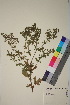  ( - TROM_V_96132_sg)  @11 [ ] CreativeCommons - Attribution Non-Commercial Share-Alike (2018) Unspecified Tromsø University Museum