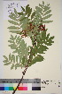  ( - TROM_V_961784_sg)  @11 [ ] CreativeCommons - Attribution Non-Commercial Share-Alike (2016) Unspecified Tromso University Museum
