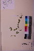  ( - TROM_V_962019_sg)  @11 [ ] CreativeCommons - Attribution Non-Commercial Share-Alike (2018) Unspecified Tromsø University Museum