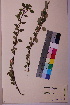  ( - TROM_V_962110_sg)  @11 [ ] CreativeCommons - Attribution Non-Commercial Share-Alike (2018) Unspecified Tromsø University Museum