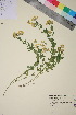  (Lotus corniculatus - TROM_V_962278_sg)  @11 [ ] CreativeCommons - Attribution Non-Commercial Share-Alike (2018) Unspecified Tromsø University Museum
