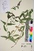 ( - TROM_V_962303_sg)  @11 [ ] CreativeCommons - Attribution Non-Commercial Share-Alike (2015) Unspecified Tromsø University Museum
