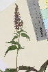  ( - TROM_V_962303_sg)  @11 [ ] CreativeCommons - Attribution Non-Commercial Share-Alike (2015) Unspecified Tromsø University Museum