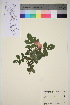  ( - TROM_V_96256_sg)  @11 [ ] CreativeCommons - Attribution Non-Commercial Share-Alike (2016) Unspecified Tromso University Museum