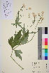  (Ranunculus aconitifolius - TROM_V_962752_sg)  @11 [ ] by-nc-sa (2016) Unspecified Tromsø University Museum