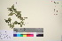  ( - TROM_V_963065_sg)  @11 [ ] CreativeCommons - Attribution Non-Commercial Share-Alike (2016) Unspecified Tromso University Museum