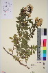  (Rosa multiflora - TROM_V_963192_sg)  @11 [ ] CreativeCommons - Attribution Non-Commercial Share-Alike (2016) Unspecified Tromso University Museum