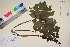  ( - TROM_V_963958_sg)  @11 [ ] CreativeCommons - Attribution Non-Commercial Share-Alike (2017) Unspecified Tromsø University Museum