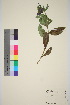  (Pulmonaria rubra - TROM_V_964081_sg)  @11 [ ] CreativeCommons - Attribution Non-Commercial Share-Alike (2016) Unspecified Tromso University Museum