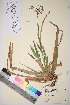  ( - TROM_V_964251_sg)  @11 [ ] CreativeCommons - Attribution Non-Commercial Share-Alike (2017) Unspecified Tromsø University Museum