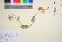  ( - TROM_V_964266_sg)  @11 [ ] CreativeCommons - Attribution Non-Commercial Share-Alike (2016) Unspecified Tromso University Museum