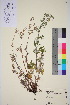  ( - TROM_V_964287_sg)  @11 [ ] CreativeCommons - Attribution Non-Commercial Share-Alike (2016) Unspecified Tromso University Museum