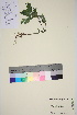  ( - TROM_V_964365_sg)  @11 [ ] CreativeCommons - Attribution Non-Commercial Share-Alike (2016) Unspecified Tromso University Museum