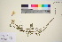  ( - TROM_V_964397_sg)  @11 [ ] CreativeCommons - Attribution Non-Commercial Share-Alike (2016) Unspecified Tromso University Museum