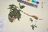  ( - TROM_V_964524_sg)  @11 [ ] CreativeCommons - Attribution Non-Commercial Share-Alike (2016) Unspecified Tromso University Museum