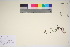  ( - TROM_V_964824_sg)  @11 [ ] CreativeCommons - Attribution Non-Commercial Share-Alike (2017) Unspecified Tromsø University Museum