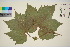  ( - TROM_V_964892_sg)  @11 [ ] CreativeCommons - Attribution Non-Commercial Share-Alike (2016) Unspecified Tromso University Museum