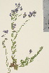  ( - TROM_V_965163_sg)  @11 [ ] CreativeCommons - Attribution Non-Commercial Share-Alike (2016) Unspecified Tromso University Museum