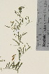  ( - TROM_V_965204_sg)  @11 [ ] CreativeCommons - Attribution Non-Commercial Share-Alike (2015) Unspecified Tromsø University Museum