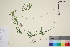  ( - TROM_V_965498_sg)  @11 [ ] CreativeCommons - Attribution Non-Commercial Share-Alike (2016) Unspecified Tromso University Museum