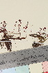  ( - TROM_V_965555_sg)  @11 [ ] CreativeCommons - Attribution Non-Commercial Share-Alike (2018) Unspecified Tromsø University Museum