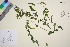  ( - TROM_V_965712_sg)  @11 [ ] CreativeCommons - Attribution Non-Commercial Share-Alike (2016) Unspecified Tromso University Museum