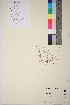  ( - TROM_V_965728_sg)  @11 [ ] CreativeCommons - Attribution Non-Commercial Share-Alike (2017) Unspecified Tromsø University Museum