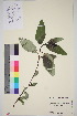  ( - TROM_V_965846_sg)  @11 [ ] CreativeCommons - Attribution Non-Commercial Share-Alike (2016) Unspecified Tromso University Museum
