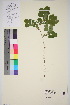  ( - TROM_V_965866_sg)  @11 [ ] CreativeCommons - Attribution Non-Commercial Share-Alike (2016) Unspecified Tromso University Museum
