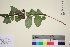  ( - TROM_V_965878_sg)  @11 [ ] CreativeCommons - Attribution Non-Commercial Share-Alike (2016) Unspecified Tromso University Museum