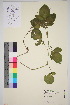  ( - TROM_V_966219_sg)  @11 [ ] CreativeCommons - Attribution Non-Commercial Share-Alike (2016) Unspecified Tromso University Museum
