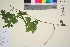  ( - TROM_V_966274_sg)  @11 [ ] CreativeCommons - Attribution Non-Commercial Share-Alike (2016) Unspecified Tromso University Museum