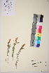  ( - TROM_V_966488_sg)  @11 [ ] CreativeCommons - Attribution Non-Commercial Share-Alike (2017) Unspecified Tromsø University Museum