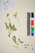  ( - TROM_V_966699_sg)  @11 [ ] CreativeCommons - Attribution Non-Commercial Share-Alike (2016) Unspecified Tromso University Museum