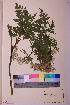  ( - TROM_V_967084_sg)  @11 [ ] CreativeCommons - Attribution Non-Commercial Share-Alike (2018) Unspecified Tromsø University Museum